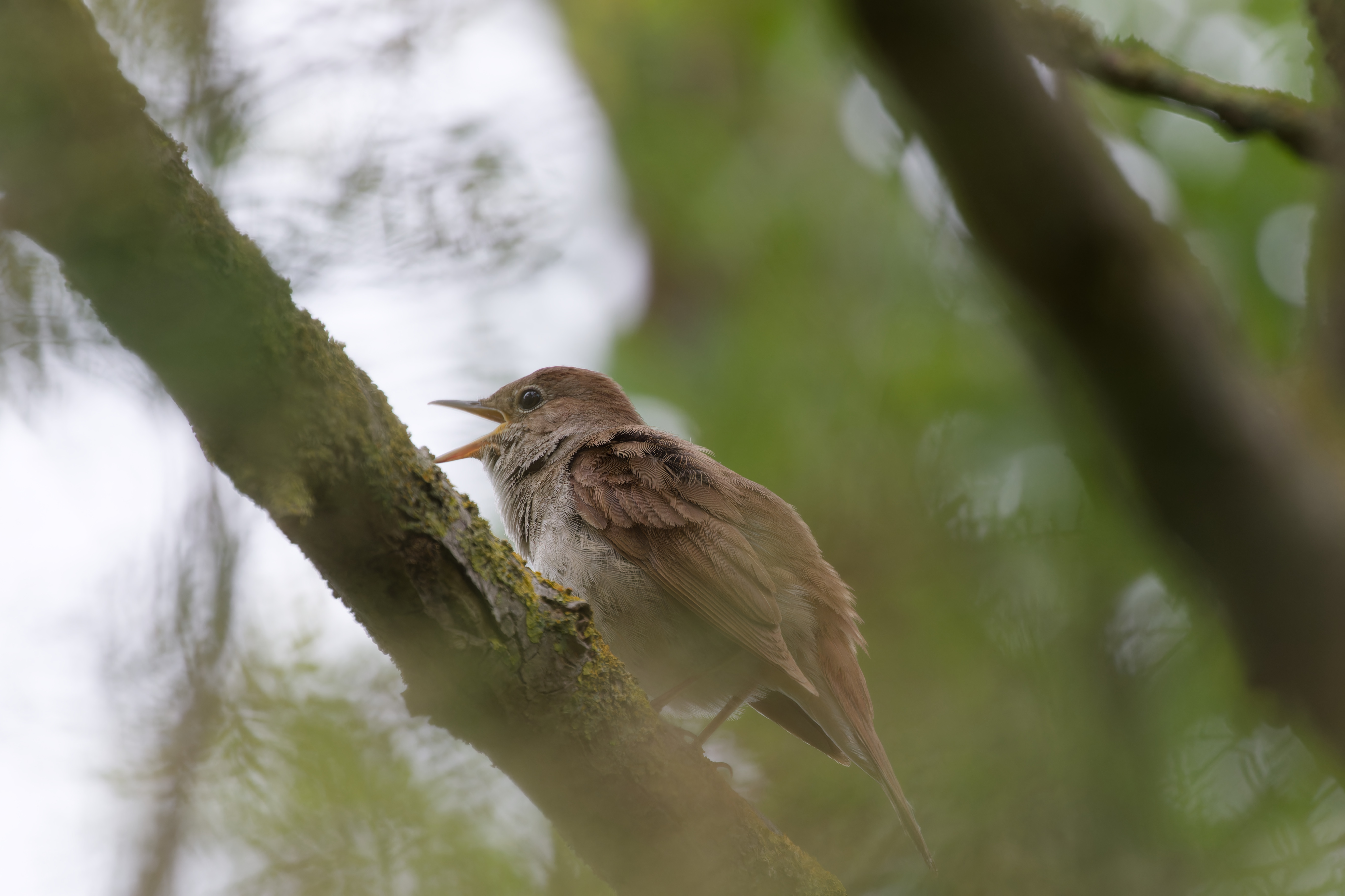 Miniature